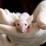 animal, mouse, experiment-1554745.jpg